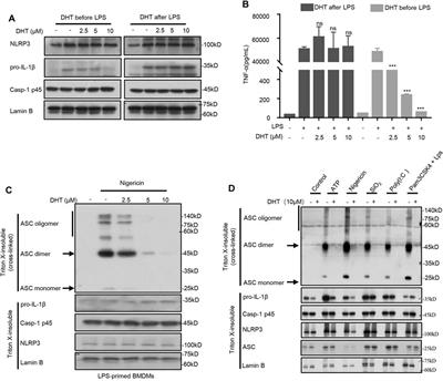 Dihydrotanshinone I Specifically Inhibits NLRP3 Inflammasome Activation and Protects Against Septic Shock In Vivo